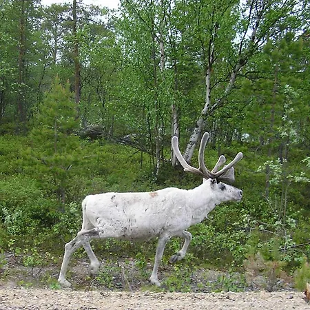 Aihki Ii Saariselkä